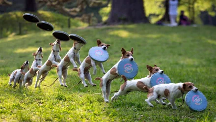 A Jack Russell Terrier jumping in sequence to catch a frisbee in a park, captured in HD, used as a desktop wallpaper and background.