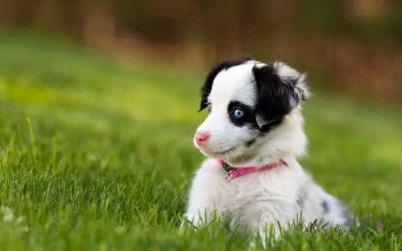HD desktop wallpaper of a cute puppy with a pink collar sitting on lush green grass, with a blurred background.