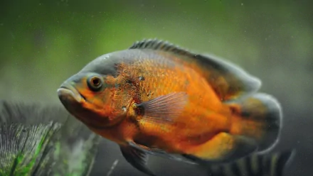 fish Animal oscar HD Desktop Wallpaper | Background Image