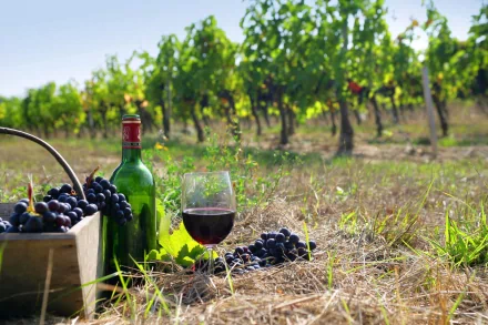 4K Ultra HD PC desktop wallpaper featuring a bottle of red wine, a glass of wine, and fresh grapes set in a sunlit vineyard with green grapevines in the background.