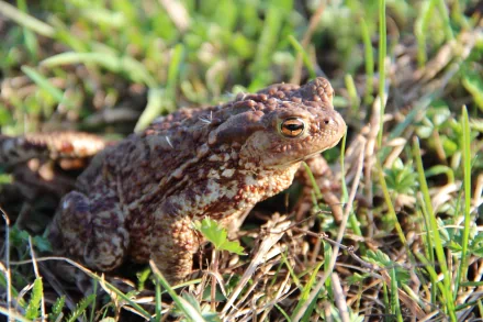 Close-up of a brown toad resting in sunlit grass, captured as a 5K Ultra HD PC desktop wallpaper/background.