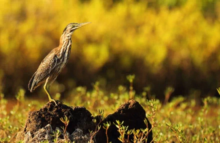 A heron stands gracefully on a rock amidst lush greenery, captured in vibrant detail, making it a striking HD PC desktop wallpaper and background.