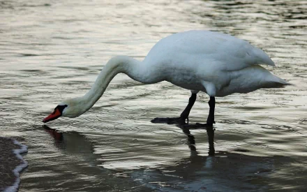 HD PC desktop wallpaper showing a mute swan (animal) wading at the shore, neck curved to feed, reflected in rippling water.
