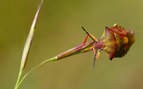 HD desktop wallpaper featuring a close-up of a colorful beetle clinging to a thin grass stem against a blurred green background.