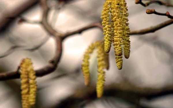Close-up of yellow catkins hanging from tree branches, captured in sharp detail with a softly blurred natural background, formatted as an HD PC desktop wallpaper.