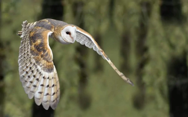 A beautiful barn owl in flight, showcasing its striking plumage. This HD image serves as an enchanting desktop wallpaper and background for nature lovers.
