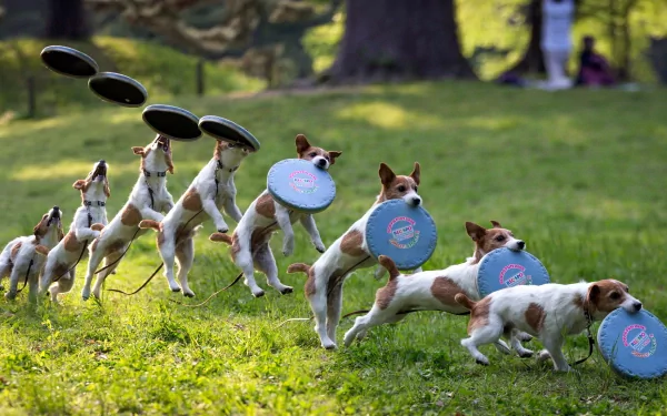A Jack Russell Terrier jumping in sequence to catch a frisbee in a park, captured in HD, used as a desktop wallpaper and background.