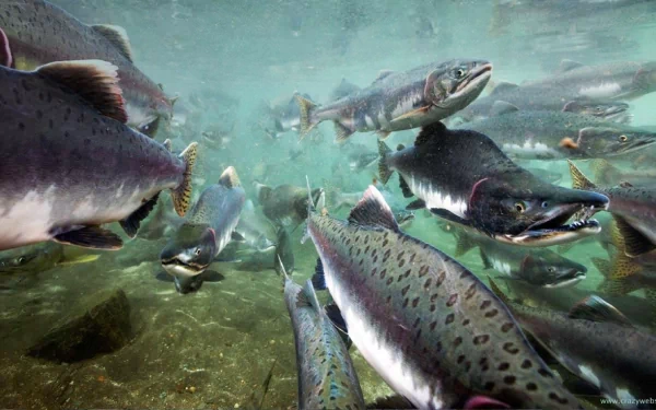 Animal salmon HD Desktop Wallpaper | Background Image