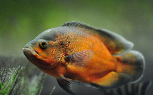 fish Animal oscar HD Desktop Wallpaper | Background Image