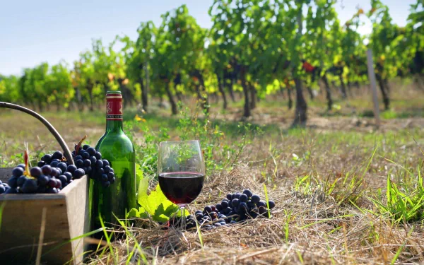 4K Ultra HD PC desktop wallpaper featuring a bottle of red wine, a glass of wine, and fresh grapes set in a sunlit vineyard with green grapevines in the background.