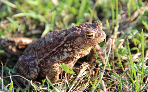 Animal toad HD Desktop Wallpaper | Background Image