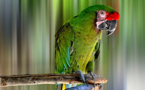 HD desktop wallpaper featuring a vibrant military macaw perched on a branch with a blurred green and brown background.