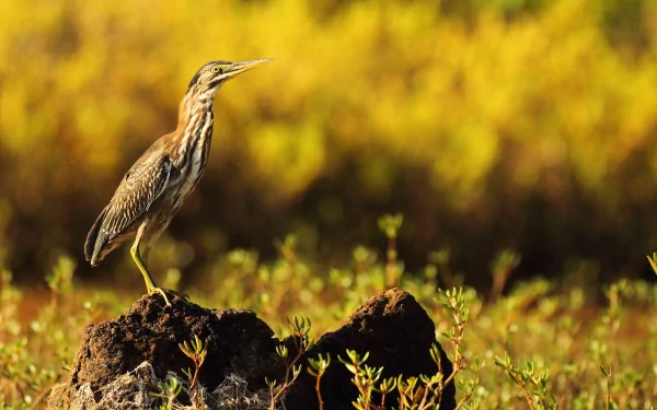 A heron stands gracefully on a rock amidst lush greenery, captured in vibrant detail, making it a striking HD PC desktop wallpaper and background.