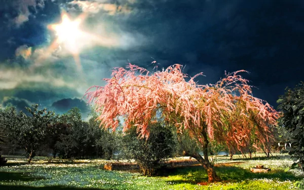 A vibrant spring scene with a blooming pink tree under a bright sun and dramatic sky, captured in stunning 4K Ultra HD for PC desktop wallpaper and background.