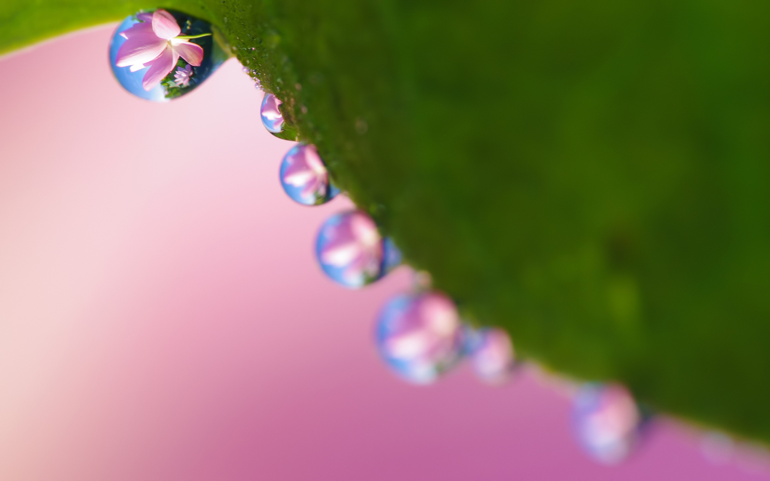 Download Nature Water Drop Hd Wallpaper