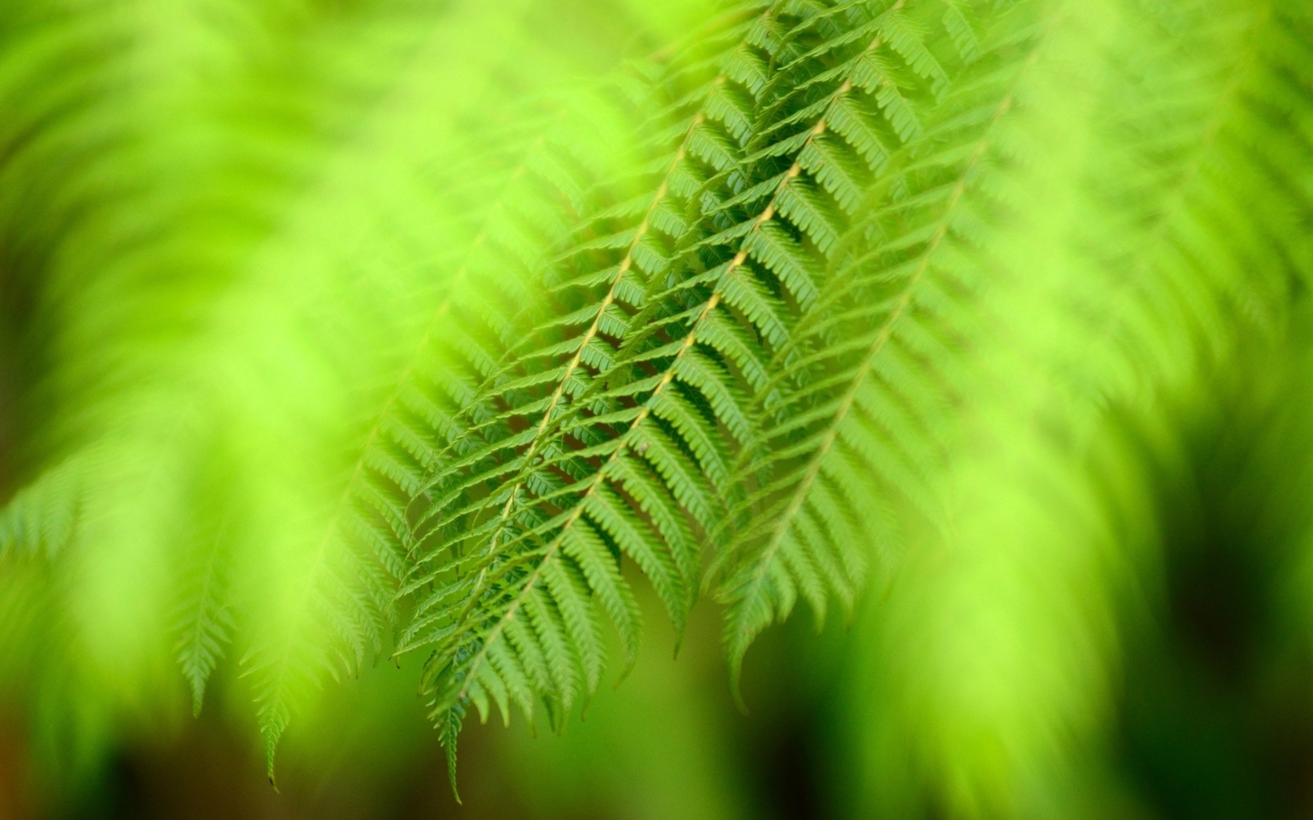 Download Nature Fern Hd Wallpaper