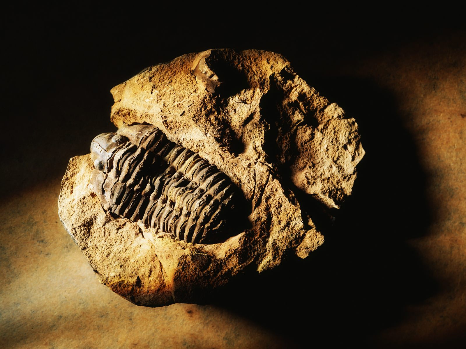 Earth Fossil HD Wallpaper | Background Image