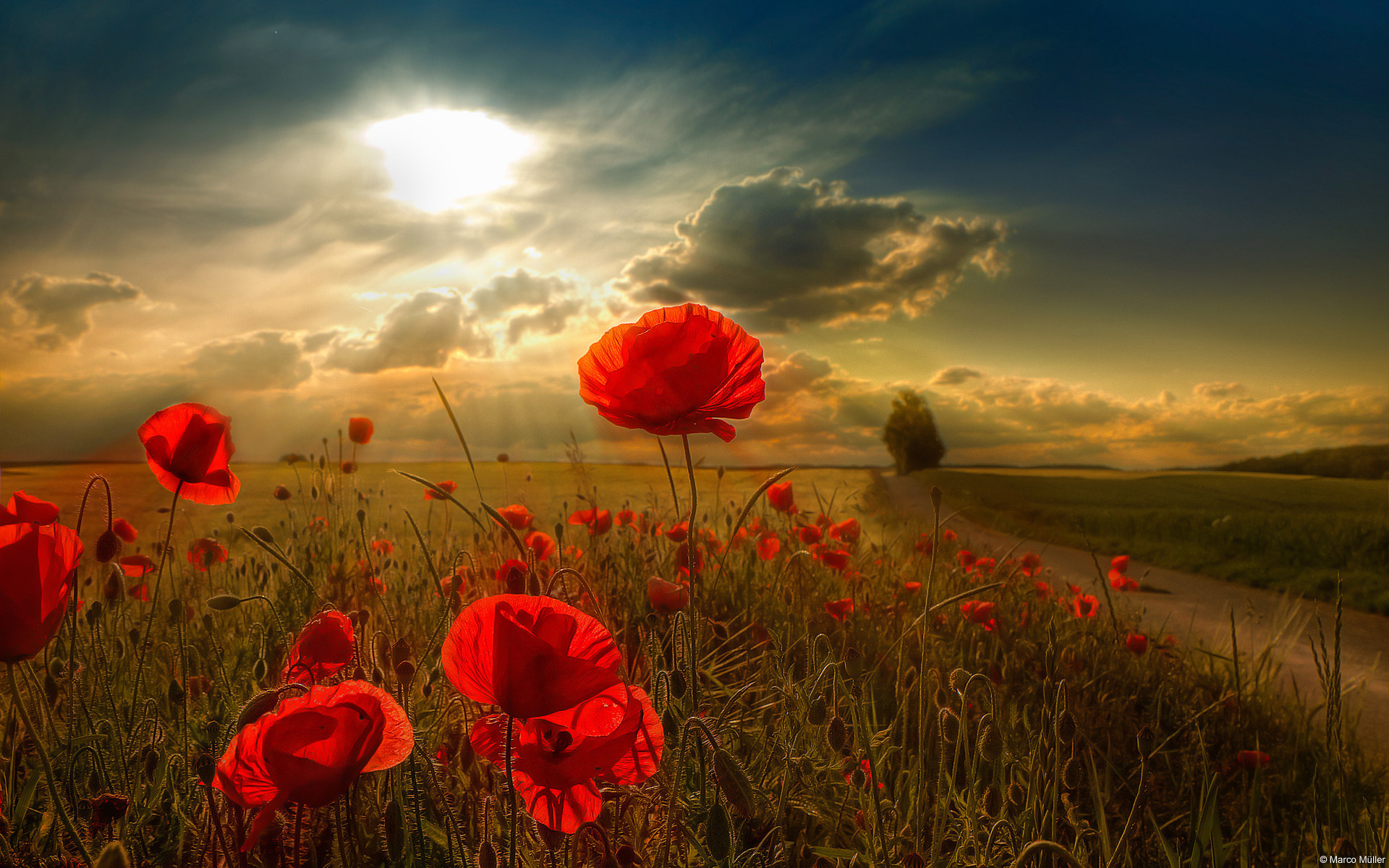 Poppy Full HD Wallpaper and Background Image | 1920x1200 | ID:408856