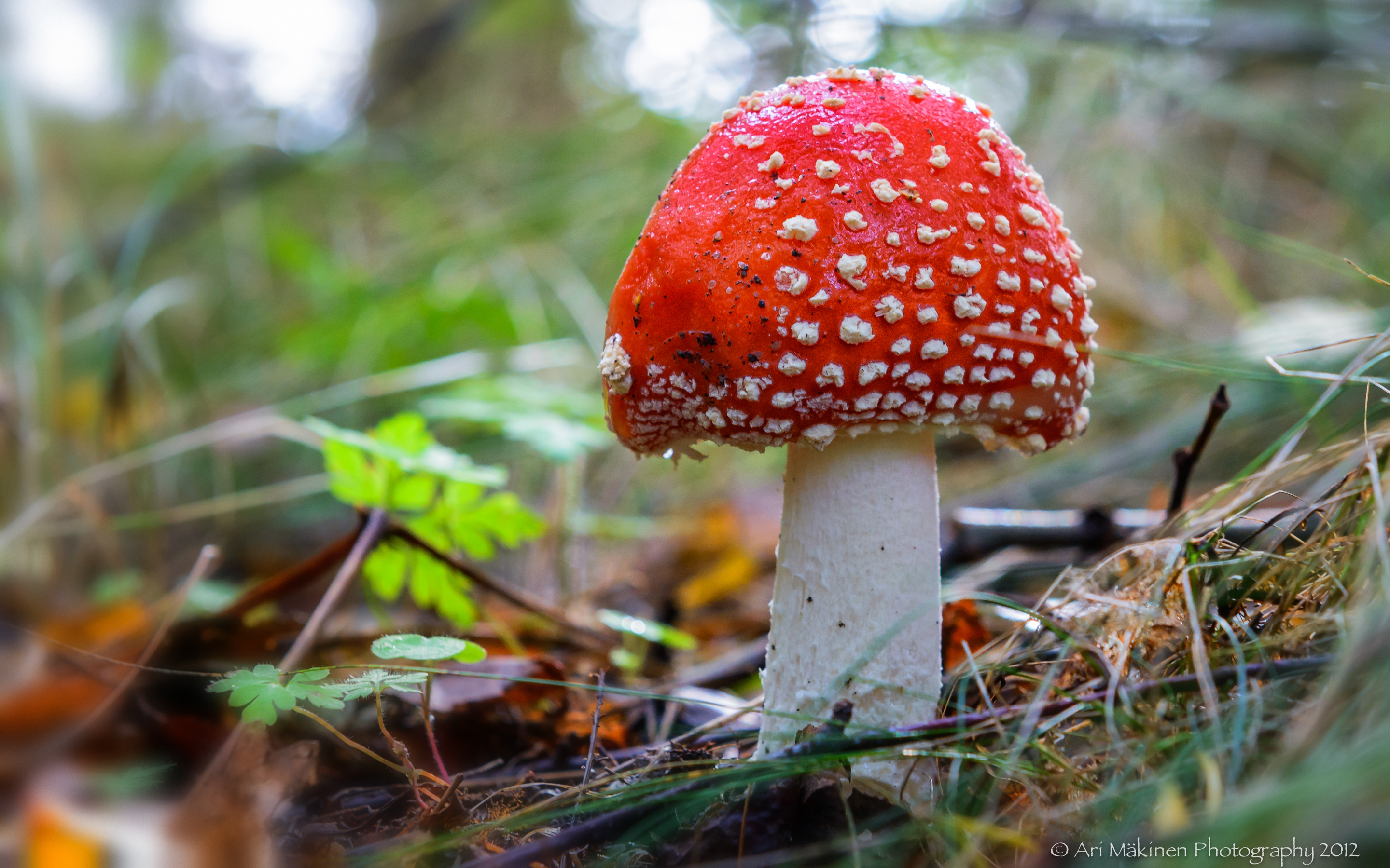 Download Nature Mushroom HD Wallpaper