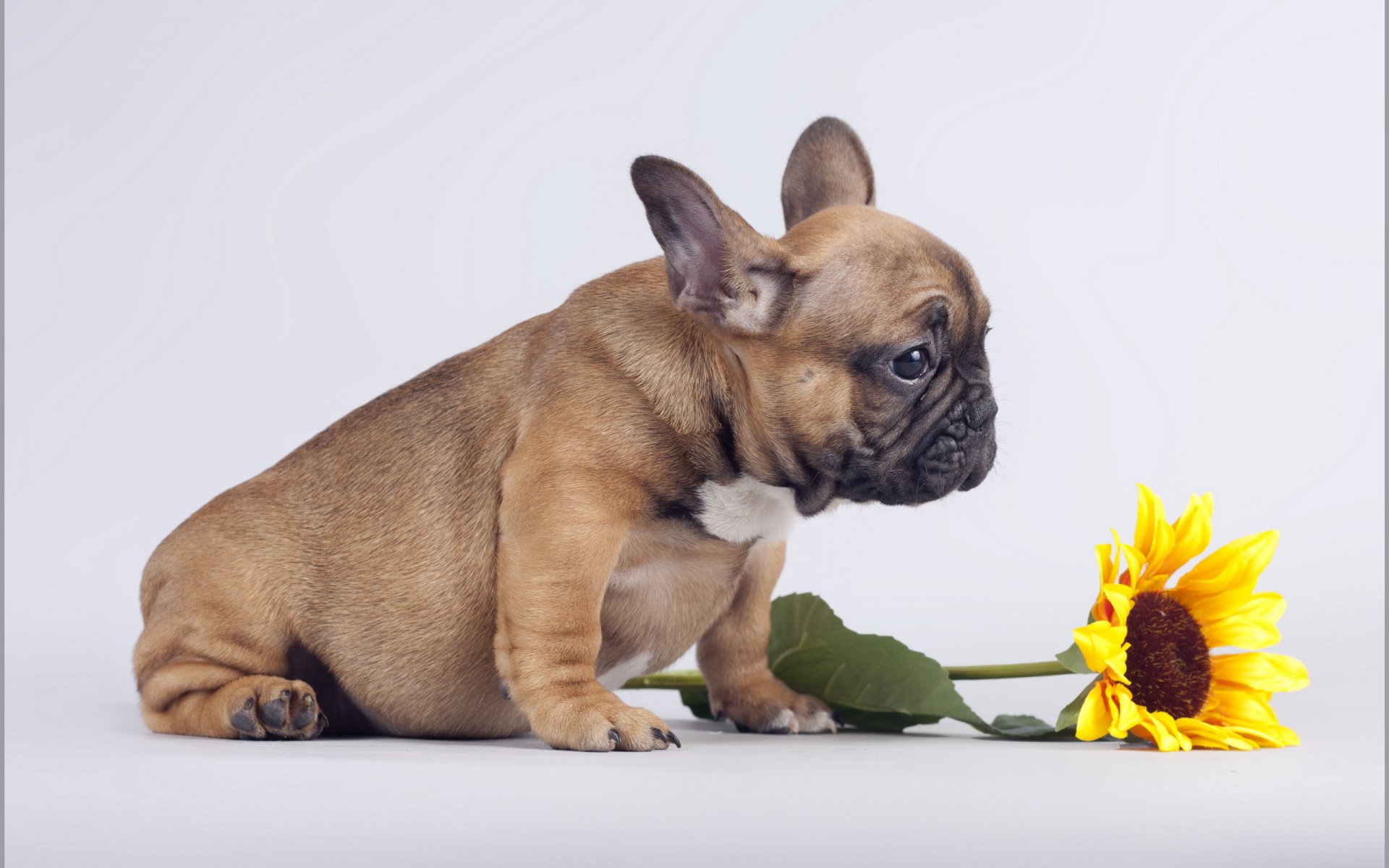 A charming French bulldog sits next to a vibrant sunflower, creating a delightful HD PC desktop wallpaper and background.