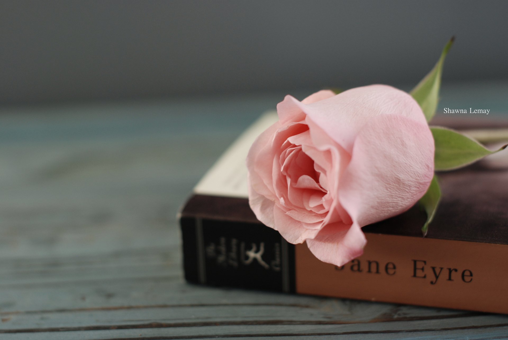 Elegant Rose on Book - 4K Ultra HD Wallpaper by Shawna Lemay