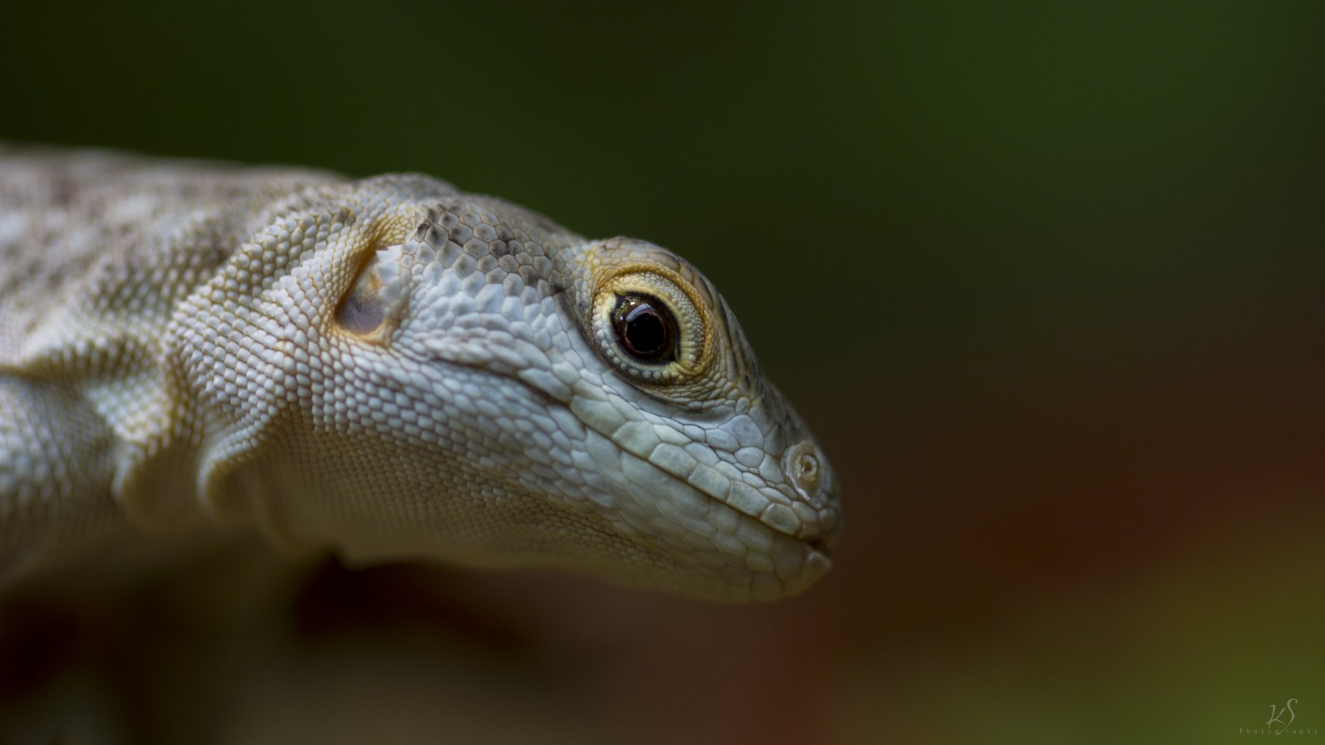 Close-up profile of a pale lizard with textured scales against a soft green-brown bokeh — 5K Ultra HD PC desktop wallpaper and background.