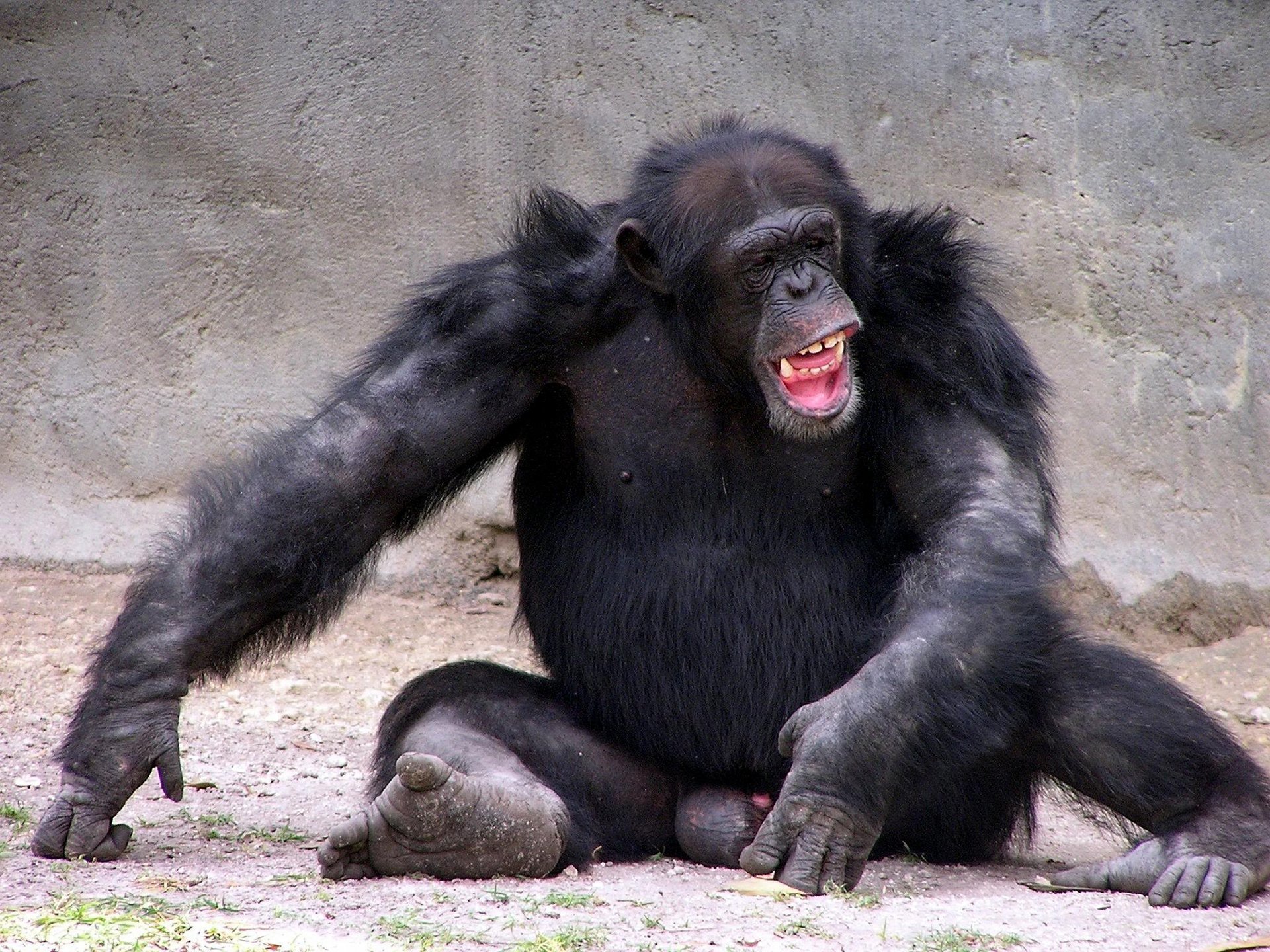 Download Animal Chimpanzee HD Wallpaper