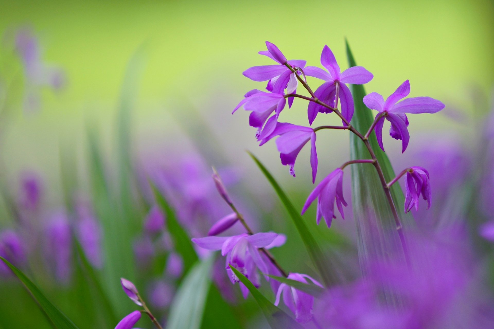 A vibrant display of purple flowers against a blurred green background, capturing the beauty of nature in a stunning HD desktop wallpaper.