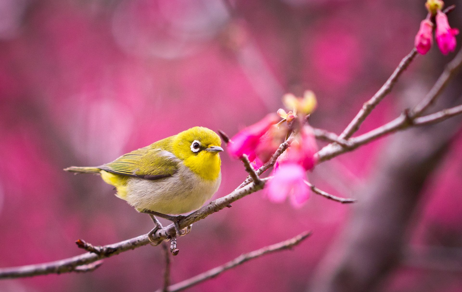 A Swinhoe's white-eye perched on a branch, surrounded by vibrant pink flowers, set against a soft, blurred background. This HD image captures the beauty of this charming bird.