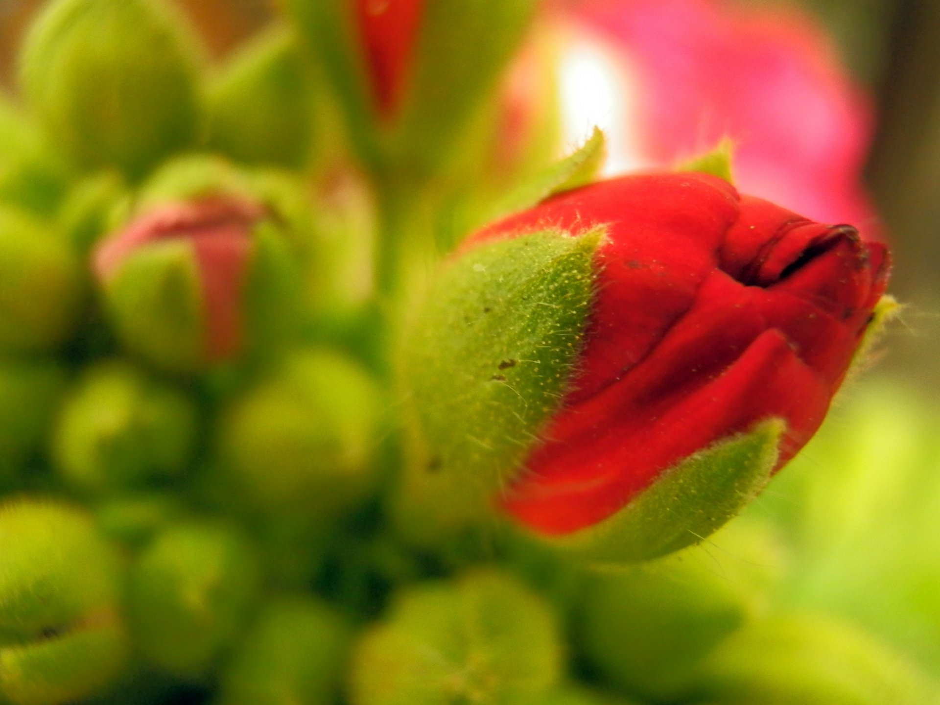A close-up of a vibrant poppy bud surrounded by lush green foliage, capturing the beauty of nature. This image serves as a striking 4K Ultra HD desktop wallpaper.