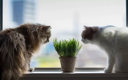 HD PC desktop wallpaper: two cats face each other sniffing a potted plant on a sunlit windowsill with a softly blurred city background.