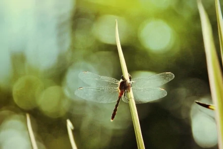 HD PC desktop wallpaper of a dragonfly perched on a reed, translucent wings spread against a soft green bokeh background.