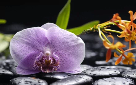 nature orchid HD Desktop Wallpaper | Background Image