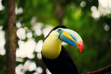 HD PC desktop wallpaper featuring a vibrant toucan with a colorful beak perched against a lush green blurred background.