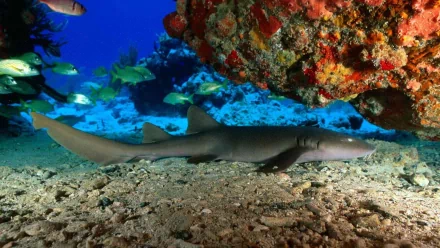 A serene underwater scene featuring a shark resting on the sandy ocean floor, surrounded by colorful coral and fish, creating an engaging HD desktop wallpaper background.
