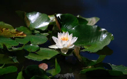HD desktop wallpaper featuring a serene white lotus flower blooming amidst green lily pads on dark water, highlighting the beauty of nature.