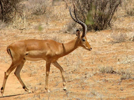  Waterbuck
