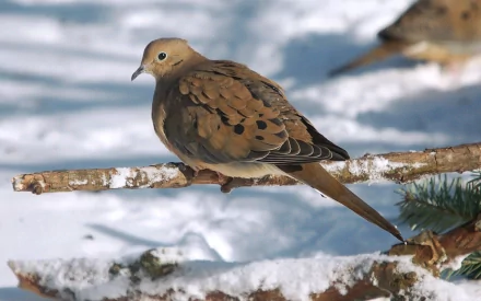A dove perches on a snowy branch, showcasing its intricate plumage and serene presence, making a striking HD PC desktop wallpaper and background.
