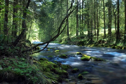HD PC desktop wallpaper showing a serene river flowing through a sunlit, lush green forest in nature.