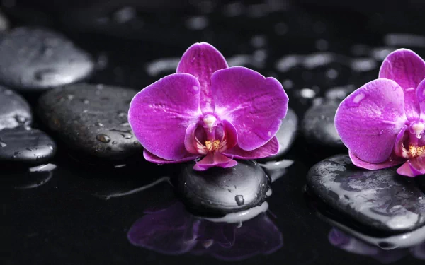 A close-up of vibrant purple orchids resting on smooth black stones, surrounded by droplets of water, creating a serene nature-themed HD desktop wallpaper.