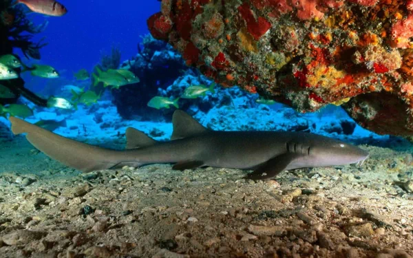 A serene underwater scene featuring a shark resting on the sandy ocean floor, surrounded by colorful coral and fish, creating an engaging HD desktop wallpaper background.