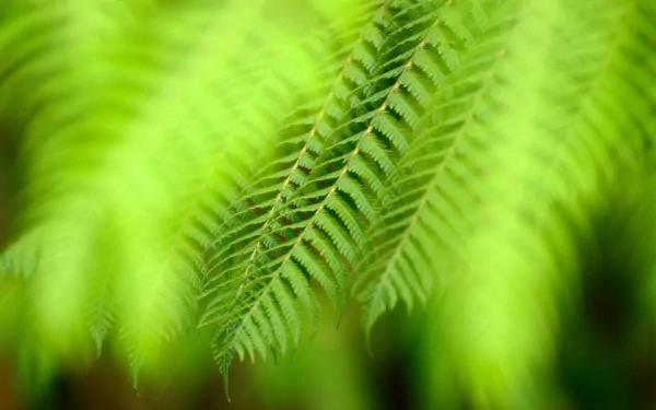 nature fern HD Desktop Wallpaper | Background Image