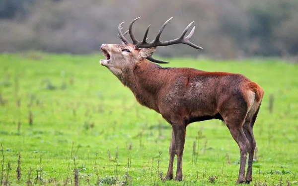 Animal red deer HD Desktop Wallpaper | Background Image
