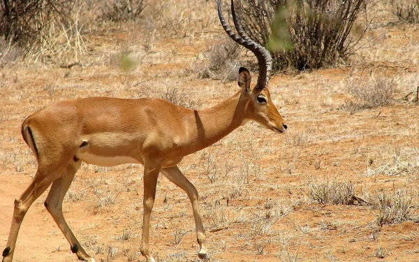  Waterbuck
