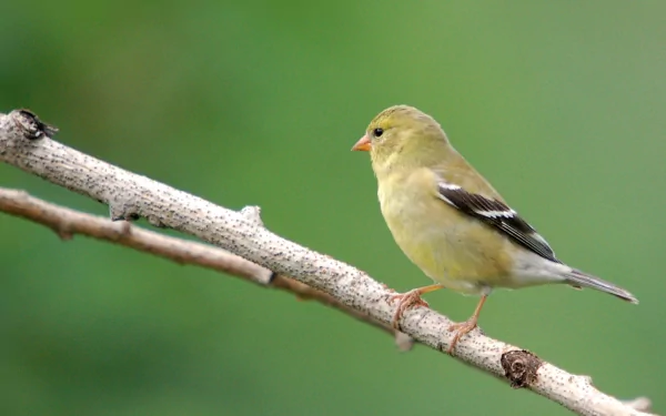  Moril-goldfinch