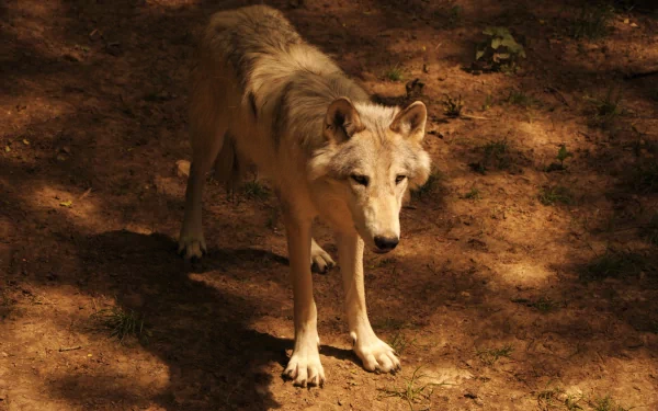 HD PC desktop wallpaper featuring a lone wolf standing on sunlit forest ground, showcasing detailed fur and alert expression in a natural setting.