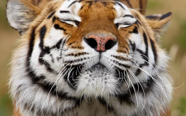 A close-up of a tiger with its eyes closed, showcasing its majestic features and distinctive stripes, serves as a striking HD desktop wallpaper and background.