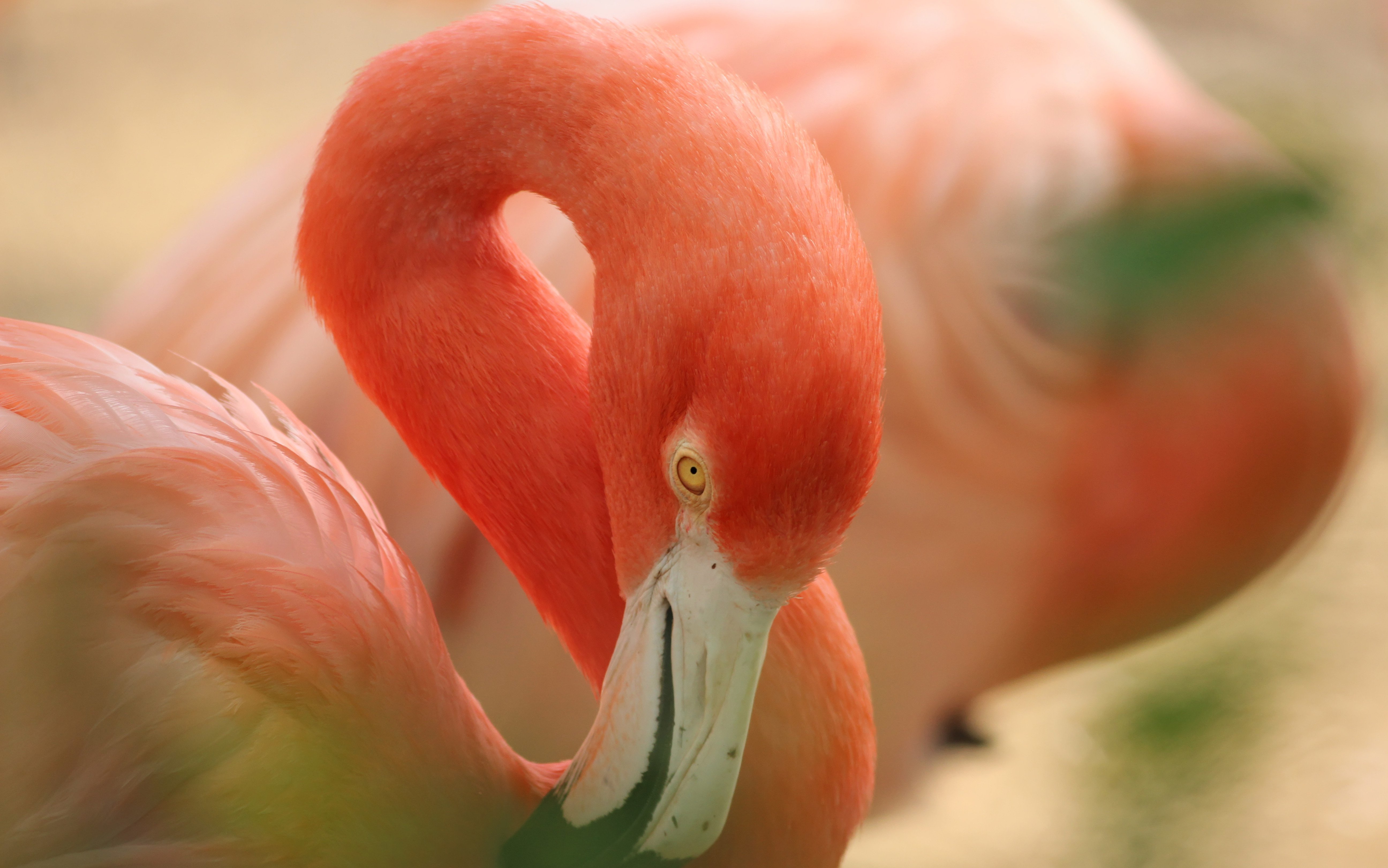Flamingo 5k Retina Ultra HD Wallpaper And Background 5184x3242