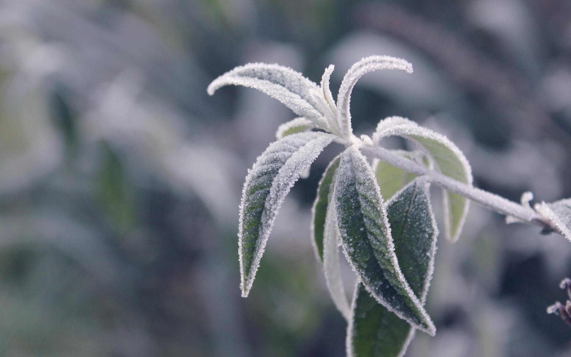 Sprunki cold as frost. Заморозки растения. Листья в инее. Растения в инее. Цветы в инее.