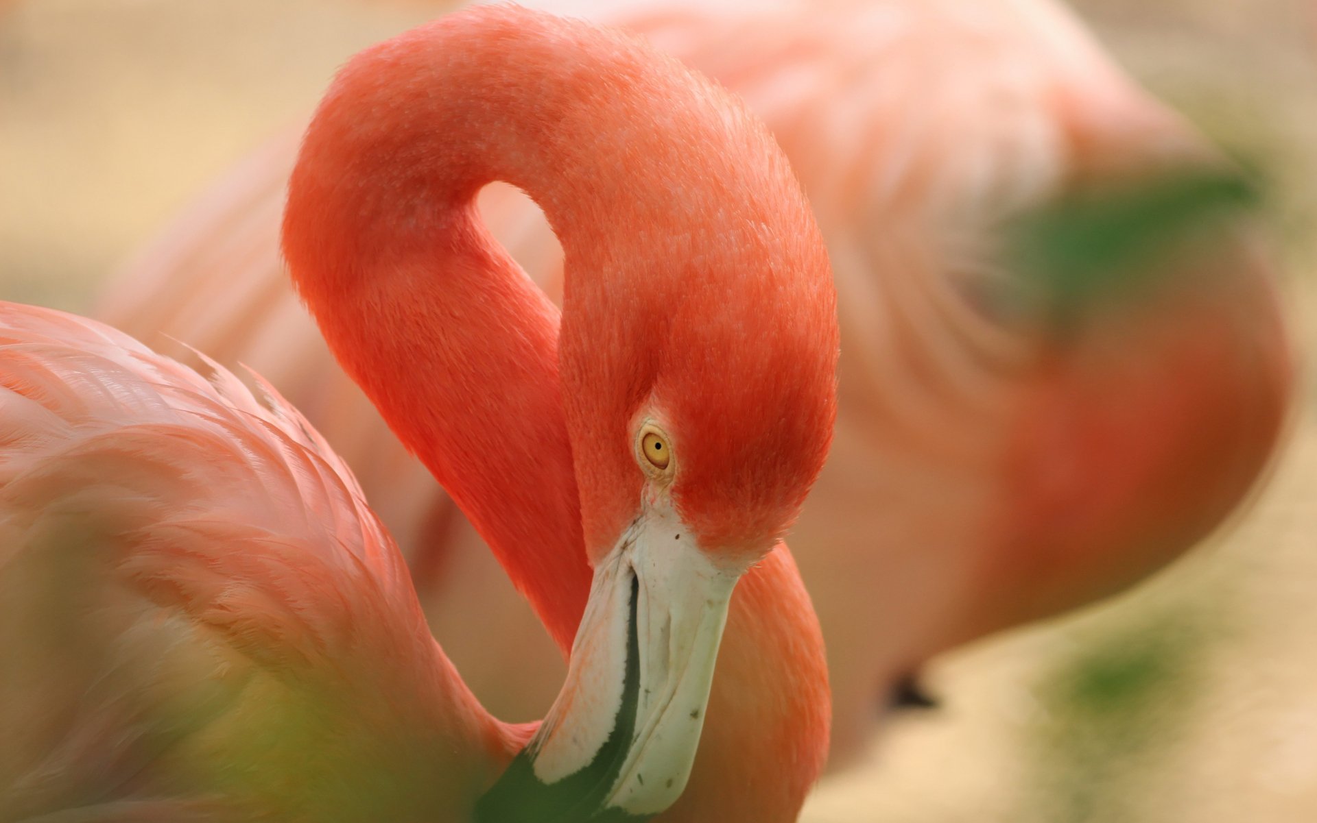 Animal Flamingo 4k Ultra Hd Wallpaper